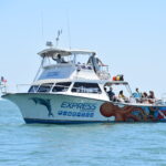 Myrtle beach dolphin watching