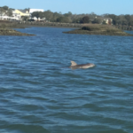 Dolphin 1