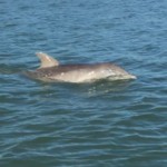 Dolphin 2