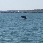 Myrtle beach dolphin watch