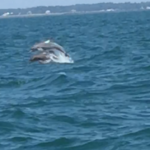 Dolphin watch cruise
