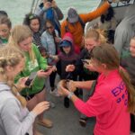 Dolphin Boat Touchy