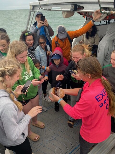 Dolphin Cruise Touch 23