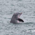 Dolphin jumping on Myrtle Beach dolphin tour