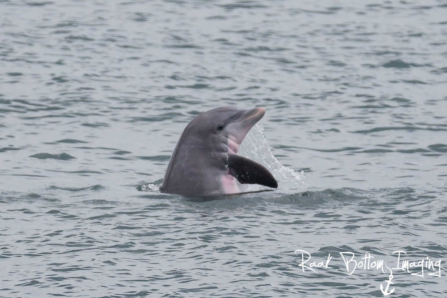 Dolphin jumping on Myrtle Beach dolphin tour