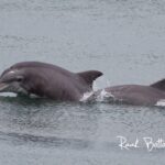 Dolphins swimming near boat on our Myrtle Beach Dolphin Watch Tour