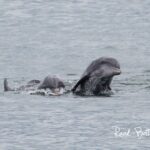 Dolphins swimming near boat on our Myrtle Beach Dolphin Watch Tour