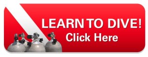 learntodivebanner
