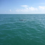Dolphin boat ride