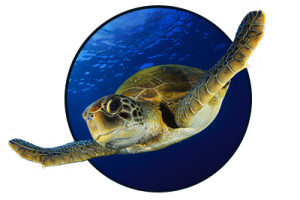 Look for dolphins and sea turtles on our Myrtle Beach dolphin cruise